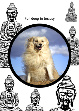 buddha dog