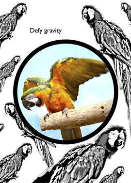 macaw greeting card