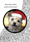 christmas dog holiday greeting card
